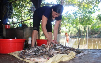 Sau đúng 4 năm, cá lại chết trắng sông Vĩnh Định