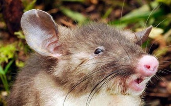 Phát hiện loài chuột mới có mũi giống mũi heo