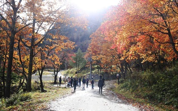 Kỳ thú Asahikawa - Thưởng ngoạn mùa thu lá đỏ