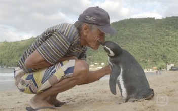 Chim cánh cụt vượt 8.000km đường biển mỗi năm thăm ân nhân