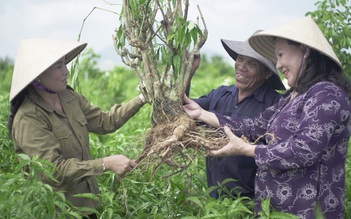 Nguồn dược liệu quý từ cây Hoàn Ngọc