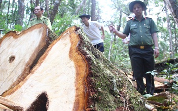 Vụ phá rừng Pơmu ở biên giới Việt - Lào quá khủng khiếp