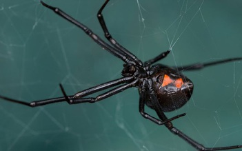 Vi rút mang gien của nhện góa phụ đen