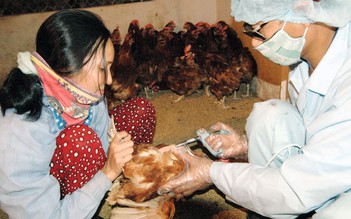 Việt Nam sản xuất được vắc xin cúm gia cầm và heo tai xanh