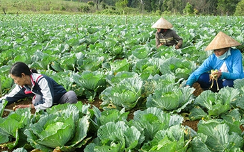 Trồng bắp sú ở Măng Đen