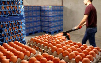 Hà Lan thiệt hại hàng trăm triệu USD từ vụ bê bối trứng bẩn