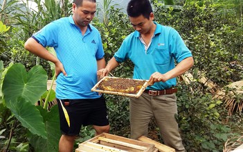 Làm giàu từ nghề nuôi ong: Thu vài trăm triệu đồng/năm từ mật ong
