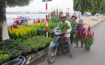 Chợ hoa kiểng Vĩnh Long sớm khoe sắc