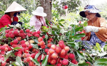 Chôm chôm nghịch vụ rẻ như bèo