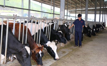 Hơn 5 tỉ đồng phát triển đàn bò sữa