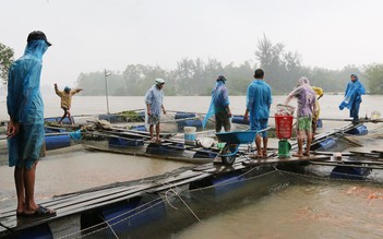 Rủi ro nuôi cá trong mùa mưa lũ