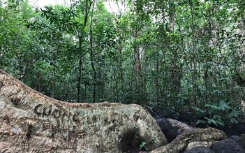 'Cường, Hải, Lan, Điệp' nham nhở trên cây tung ngàn năm ở Vườn quốc gia Cát Tiên