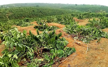 100 cây cà phê quả sai trĩu cành bị kẻ xấu chặt hạ trong đêm