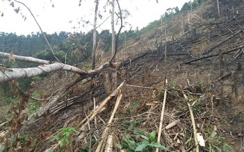 Điều tra vụ phó chủ tịch xã chặt phá 2,5 ha rừng