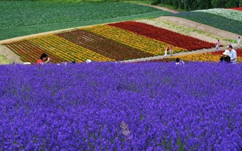 Đi Nhật Bản mùa hoa lavender nở: Những cánh đồng sắc màu