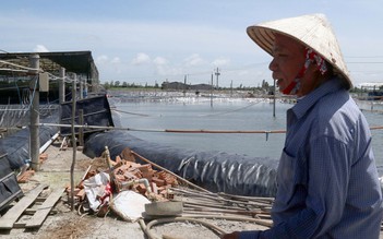 Lãi tiền tỉ nhờ nuôi tôm sạch lót bạt đáy ao