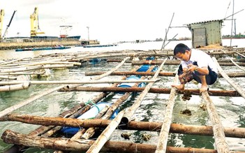 Người dân mong được hỗ trợ khi tháo dỡ bè nuôi hải sản