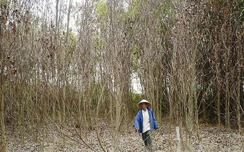 Hàng ngàn héc ta rừng chết khô vì nắng nóng