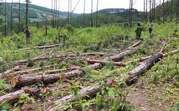 Điều tra vụ phá hơn 6 ha rừng phòng hộ ở Đắk Lắk