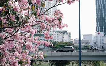 Giữa mùa Corona, người Sài Gòn tìm chút bình yên với đường hoa kèn hồng