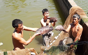 Triển vọng nuôi thuần hóa cá quý ở Tây nguyên