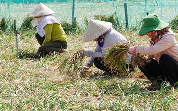 Nỗi niềm tỏi trắng Lý Sơn