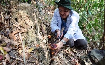 Băng rừng săn nấm lim xanh