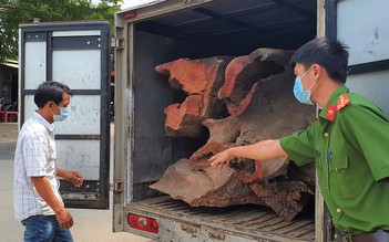 Lâm Đồng: Phát hiện xe tải đông lạnh chở 1.380 kg gỗ lậu quý hiếm