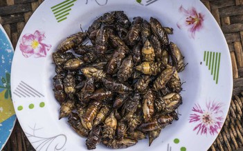 Dị ứng hải sản tuyệt đối không ăn ve sầu