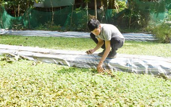 Kỹ sư công nghệ thông tin thành công nhờ nuôi ốc bươu đen