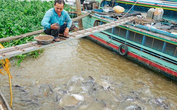 Người đàn ông miền Tây chăm đàn cá tự nhiên vài chục tấn như thú cưng