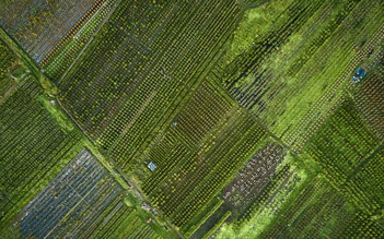 Chuyện trên những cánh đồng mai vàng bạt ngàn: Thấy lặt lá mai biết xuân sắp về