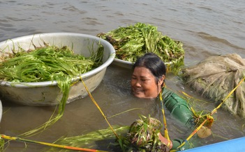 Người dân miền Tây lặn ngụp dưới nước lũ kiếm tiền chục triệu