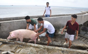 Về quê đụng lợn ngày Tết