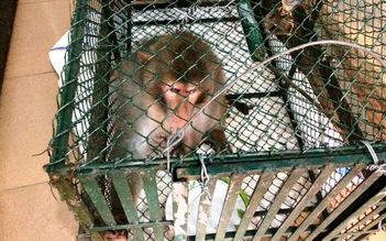 Con khỉ đại náo dân phố, tấn công người bị thương đã bị bắt