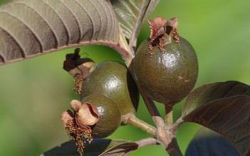 Vườn cây “ngoại nhập”