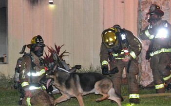 Chó béc-giê dẫn đường giúp cứu hai cháu bé kẹt trong lửa