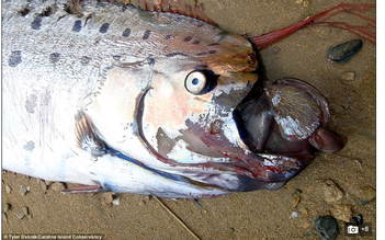 Xác loài cá kỳ dị trôi dạt vào bờ biển Mỹ