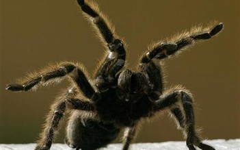 25.000 con nhện độc tràn vào thành phố nước Úc
