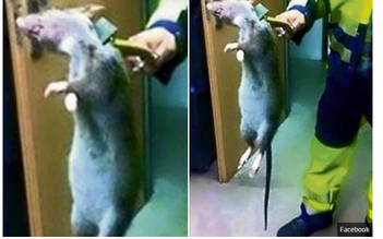 Choáng váng với chuột siêu khủng lớn như mèo ở Anh