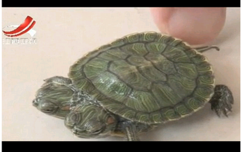Rùa tai đỏ 2 đầu cực hiếm ở Trung Quốc