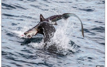 Sư tử biển tấn công và ăn thịt cá mập