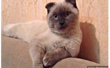 Xôn xao chuyện bầu con mèo làm thị trưởng ở Barnaul
