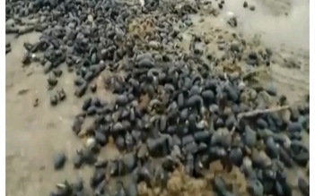 Kinh hãi hàng triệu con bọ hung phủ đen bờ biển Argentina