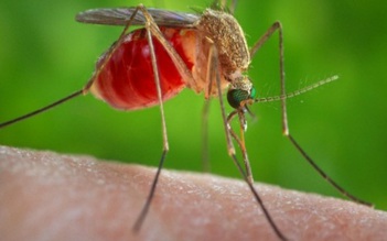 Cảnh báo vi rút Zika có thể gây viêm não ở người lớn