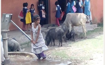 Học sinh phải 'học chung' với gia súc ở Ấn Độ