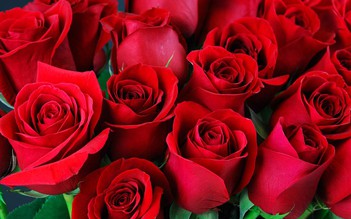 Khoa học phát hiện lợi ích bất ngờ của hoa hồng