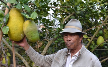 Chanh yên khổng lồ không hạt