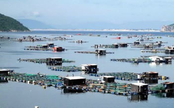 Lại nuôi trồng thủy sản trái phép tại vịnh Vũng Rô