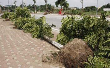 Khoan 'ném đá' việc trồng cây để nguyên bầu